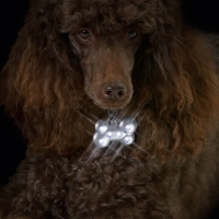 Pendentif lumineux pour chien LED OS