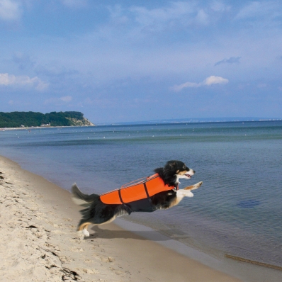 Gilet de sauvetage pour chien