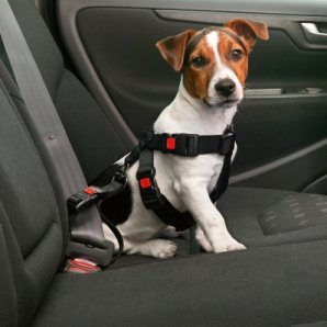 Harnais et laisse de sécurité voiture pour chien