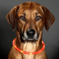 Collier lumineux pour chien LED orange