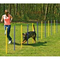 Slalom agility